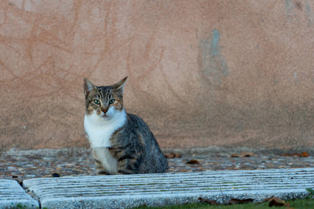 Quiet scene in which a stray cat observes the camera photographing it, the cat is in a public garden with an orange wall in the background.
