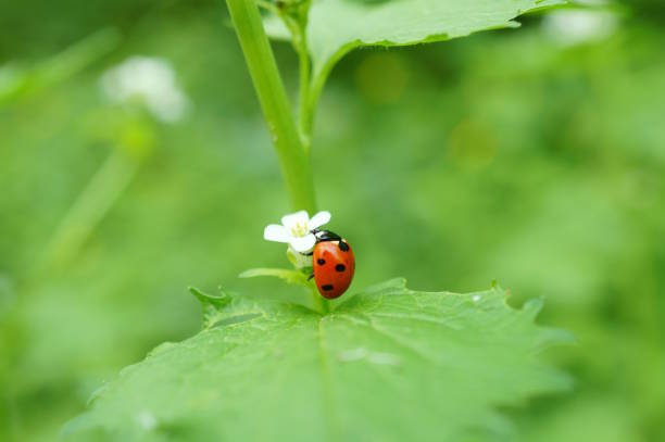 Ladybugs on wild plants, North China