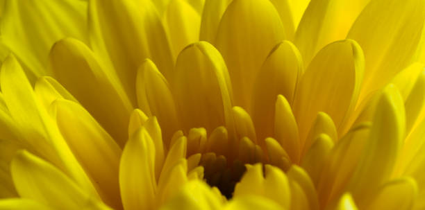 istock Yellow flower, petals close-up 2169414989