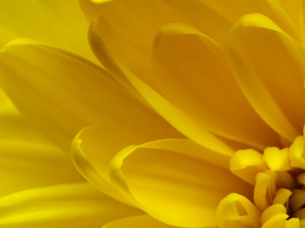 istock Yellow flower, petals close-up 2169414995