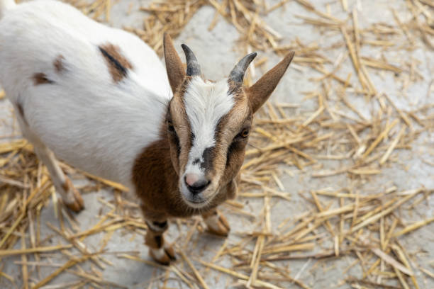 beautiful white and brown goats on an ecological - friendly farm or contact zoo in forest, large free territory, wooden constructions, Carpatians, Ukraine
