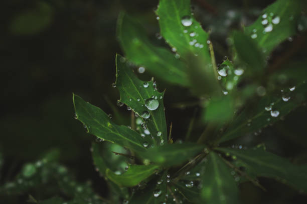 istock Water Drops on fresh Green leaves after Rain - Rain drops on Grass 2169416049