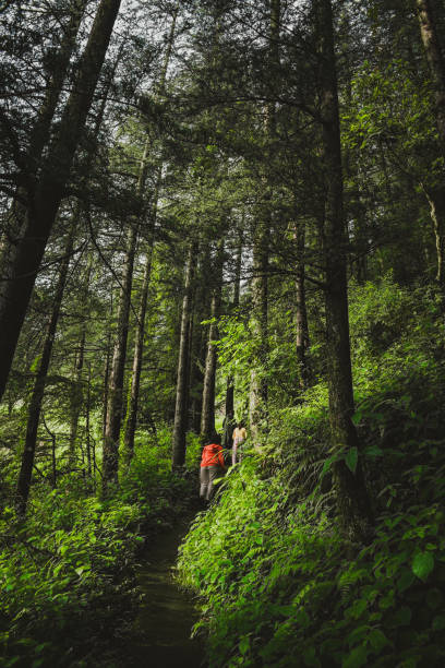 istock path in the woods - People on trek in the forest - deodar trees - no face 2169416687