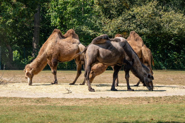 Three camels are eating grass in a field. The camels are grazing on the grass and are in a natural setting
