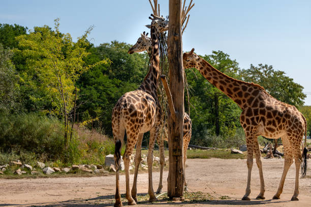 istock Three giraffes are standing around a tree, eating leaves 2169419845