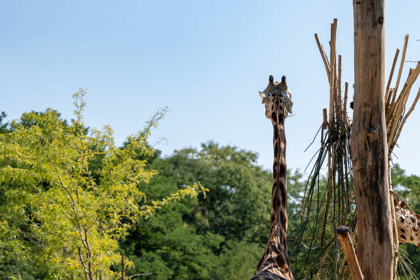 istock The giraffe looks into the distance. 2169420001