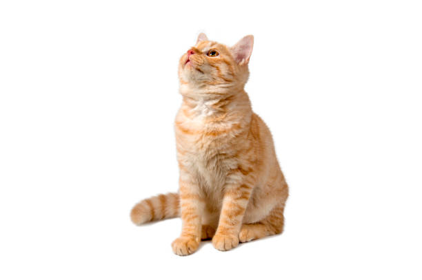 istock Beautiful cute orange cat isolated on white background. File contains clipping path. 2169420367