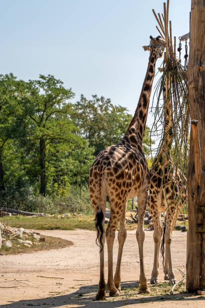 istock Two giraffes standing next to each other in a field 2169421174