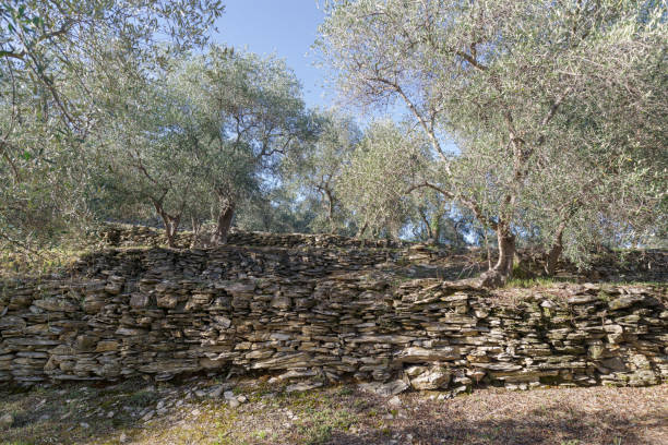 istock Natural stone walls at an olive grove 2169422439
