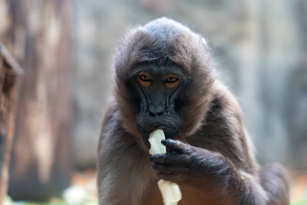 Monkey sitting and eating food