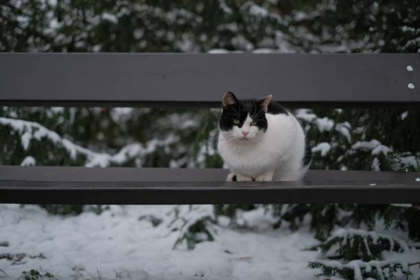 istock Cat in Iasi Romania 2169423345