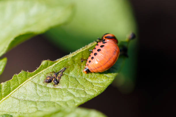 istock Colorado potato beetle on potato leaves. Macro 2169430583