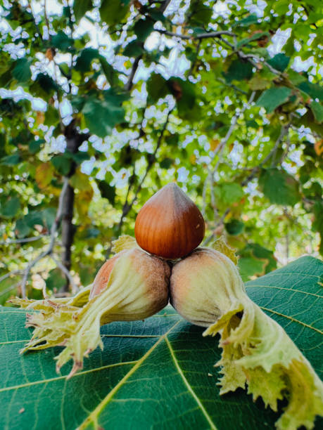 Raw hazelnut, hazelnut garden background. Two green-shelled fresh hazelnuts, one peeled hazelnuts. Natural light