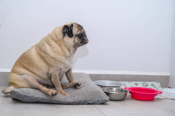 istock pug sits on the floor in the apartment 2169432353