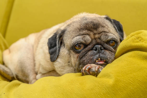 istock Happy cute pug dog on sofa indoors 2169432392