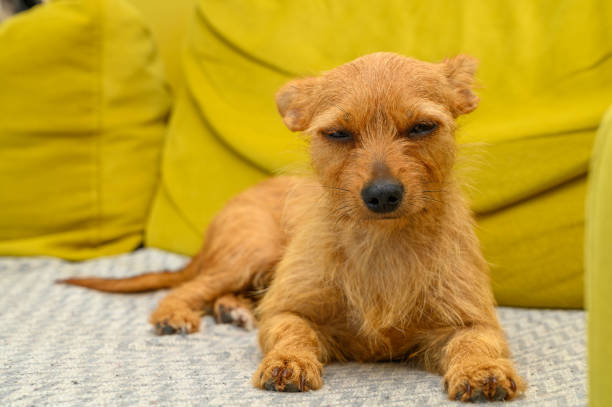 istock Miniature red poodle lying down on a living room sofa 2169432406