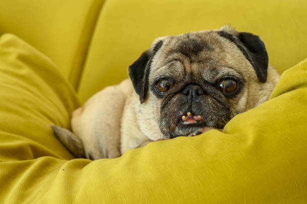 istock funny old pug resting on the sofa 2169432411