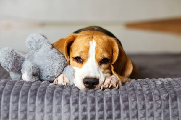 istock A beagle dog is lying on a bed on a gray blanket 2169432902