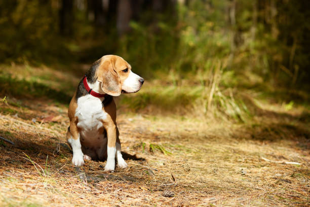 istock A beagle dog is sitting in a colorful autumn forest 2169433014