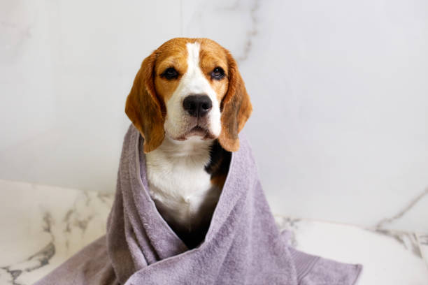 istock Beagle dog in a grey towel after bathing. 2169433063