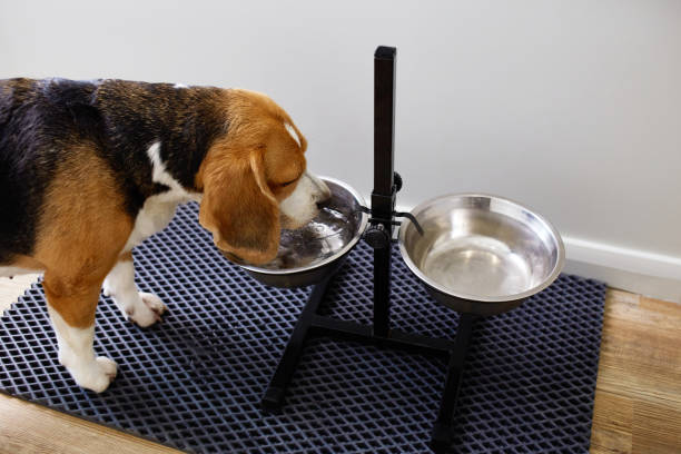 istock A beagle dog drinks water from a bowl 2169433070