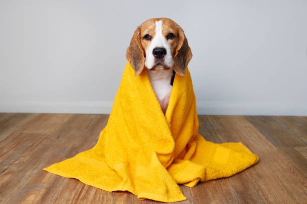 istock Beagle dog in a yellow towel after bathing. 2169433156