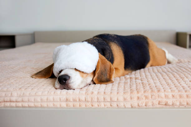 A beagle dog wearing a sleep mask sleeps on a bed.