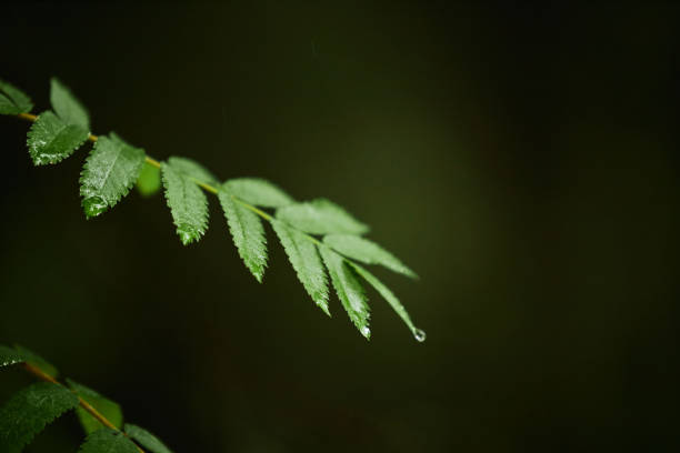 Close-up of greenery covered in dew droplets, focusing on the intricate details and textures of each leaf under natural lighting conditions