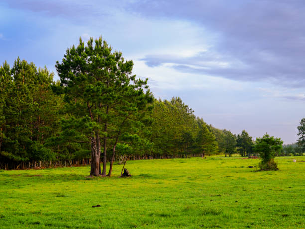 Treelined Green pasture on a ranch in southeast Texas.