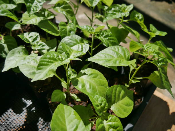 istock Pepper seedlings Carolina Reaper 2169437749