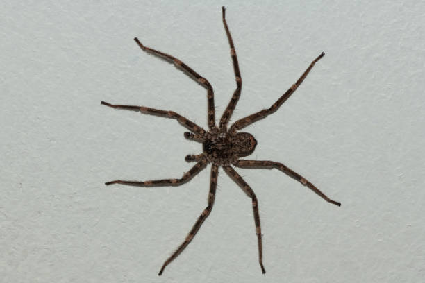 istock Flatties (Selenopidae), also called a wall crab spider, wall spider or crack spider 2169439644