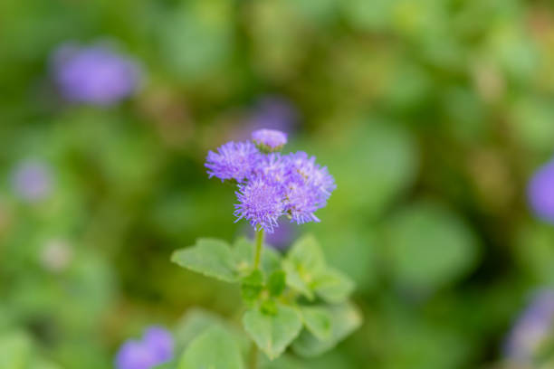 This is a macro photograph of a purple chive flower. The background is blurred green, creating a striking contrast.