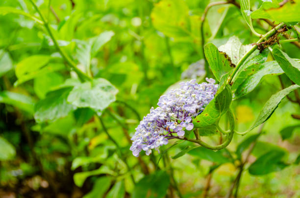 A delicate cluster of purple hydrangea blossoms, adorned with morning dew, peeks through the surrounding lush green foliage. The fresh leaves, speckled with raindrops, create a vibrant and serene atmosphere, capturing the tranquil beauty of a garden after rainfall.
