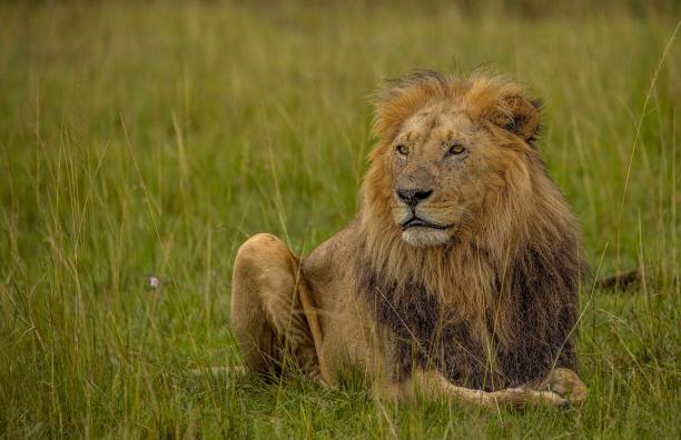 Relaxing male Lion in Masai Mara Kenya
