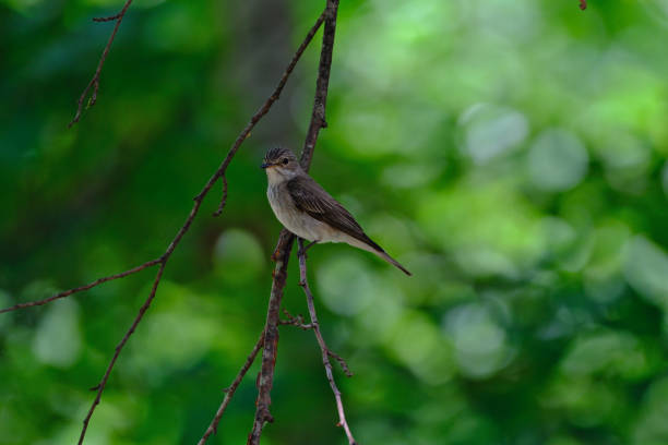 A flycatcher perching on a branch in the forest