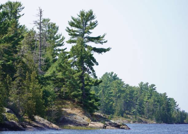 istock Pine trees and Rocky shores 2169448717