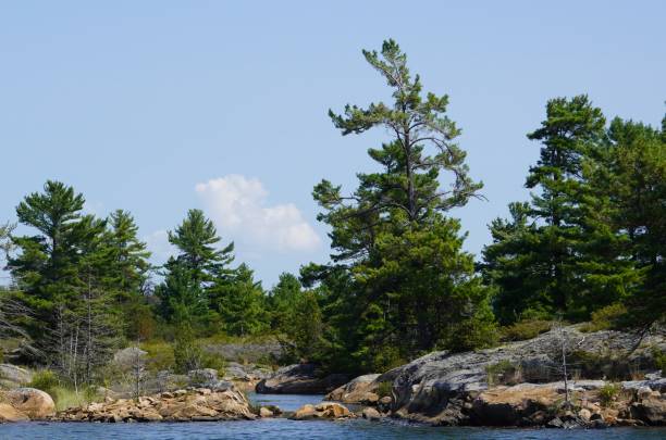 Trees and Rocks, Georgian Bay Ontario