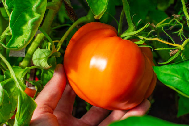istock Farmer plucks a large red tomato from a branch. 2169449021