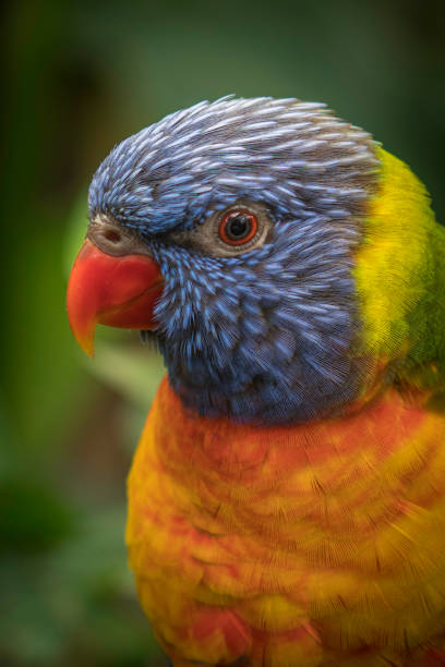 istock Close-Up of a Rainbow Lorikeet head 2169453169