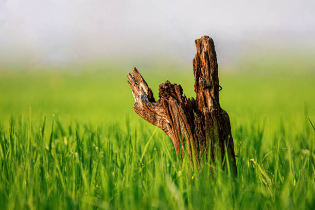 Logs in the green field in the morning