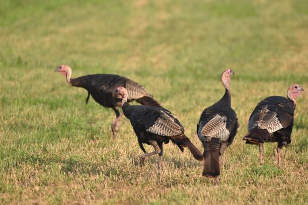 istock Turkeys 8/19/2024 2169455090