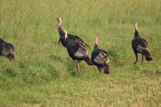 istock Turkeys 8/19/2024 2169455124