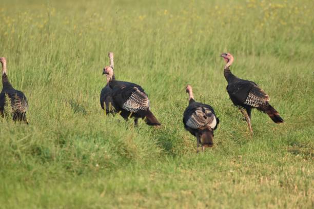 istock Turkeys 8/19/2024 2169455139