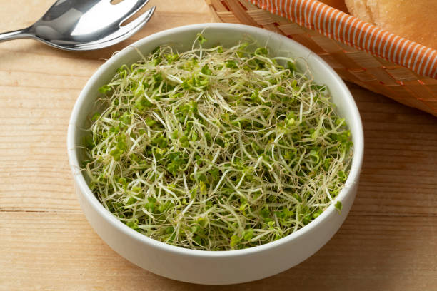 istock Bowl with fresh green Broccoli sprouts close up 2169455519