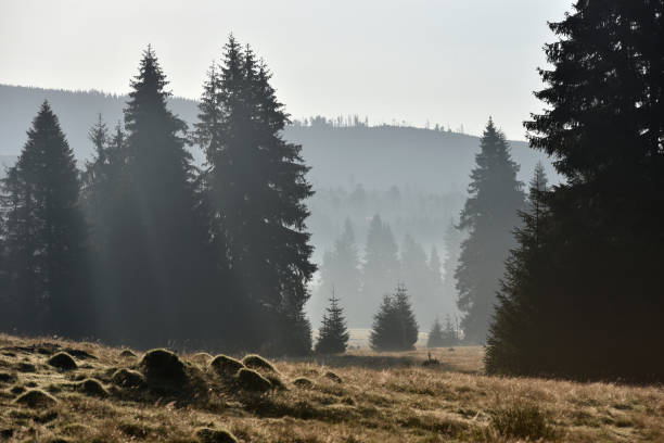 istock Morning mist in a mountain meadow 2169457881