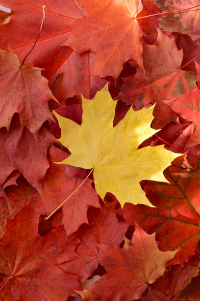 istock Autumn Leaf. Yellow Maple Leaf on a Colorful Fallen Leaves Background 2169461022