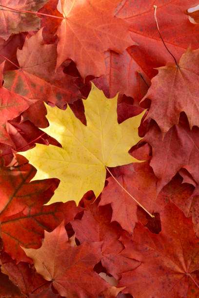 istock Autumn Leaf. Yellow Maple Leaf on a Red Fallen Leaves Background 2169461158