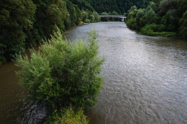 A serene river flowing through a lush, green landscape, with dense foliage along the riverbank. The calm water and vibrant greenery create a peaceful summer scene in nature.