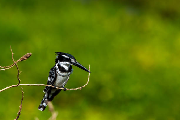 istock Pied Kingfisher perching in wilderness 2169464017