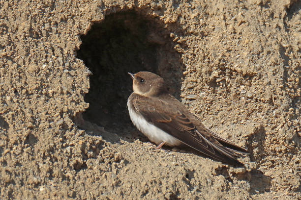 istock Sand Martin - Bank Swallow - Hirondelle de rivage (Riparia riparia). 2169464204